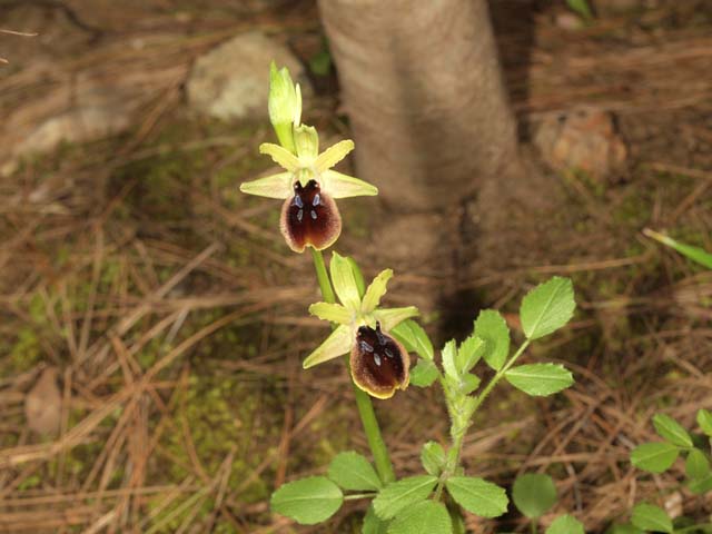 orchidee dal tarantino